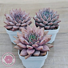 Load image into Gallery viewer, Echeveria 'Ukulele'