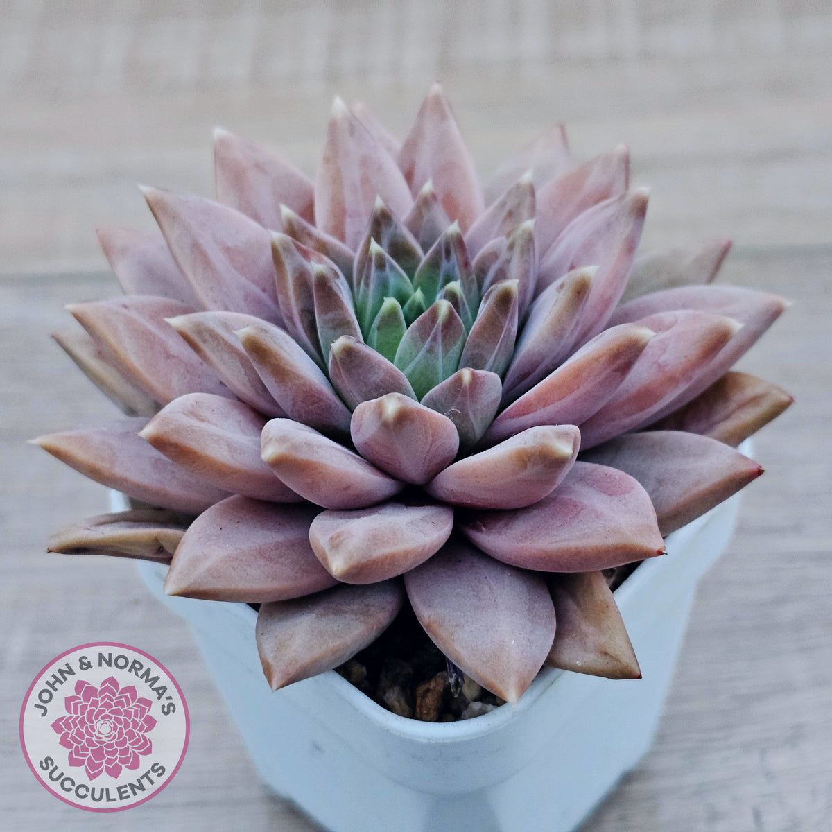Echeveria 'Ukulele'