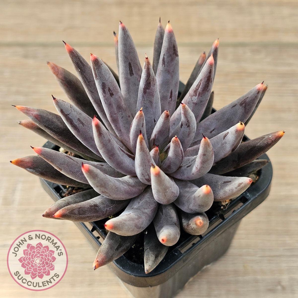 Echeveria unguiculata