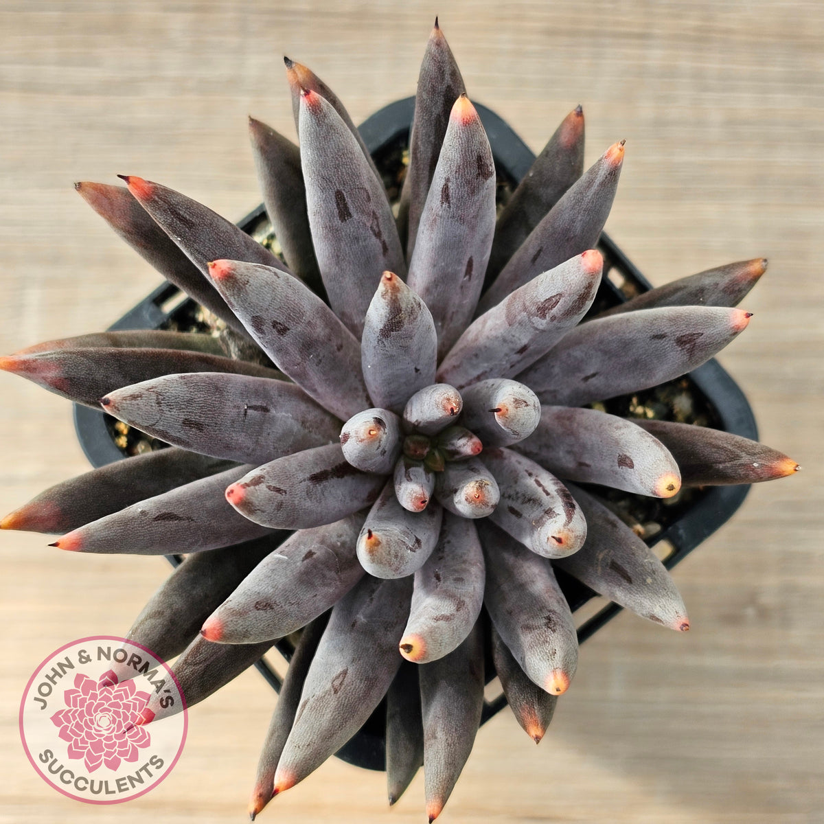 Echeveria unguiculata