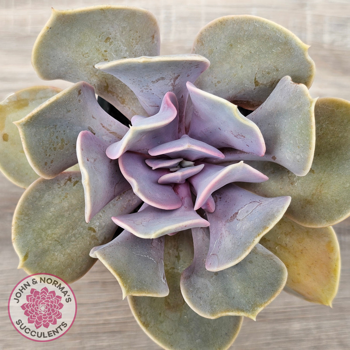 Echeveria 'Valkyrie Trumpet'