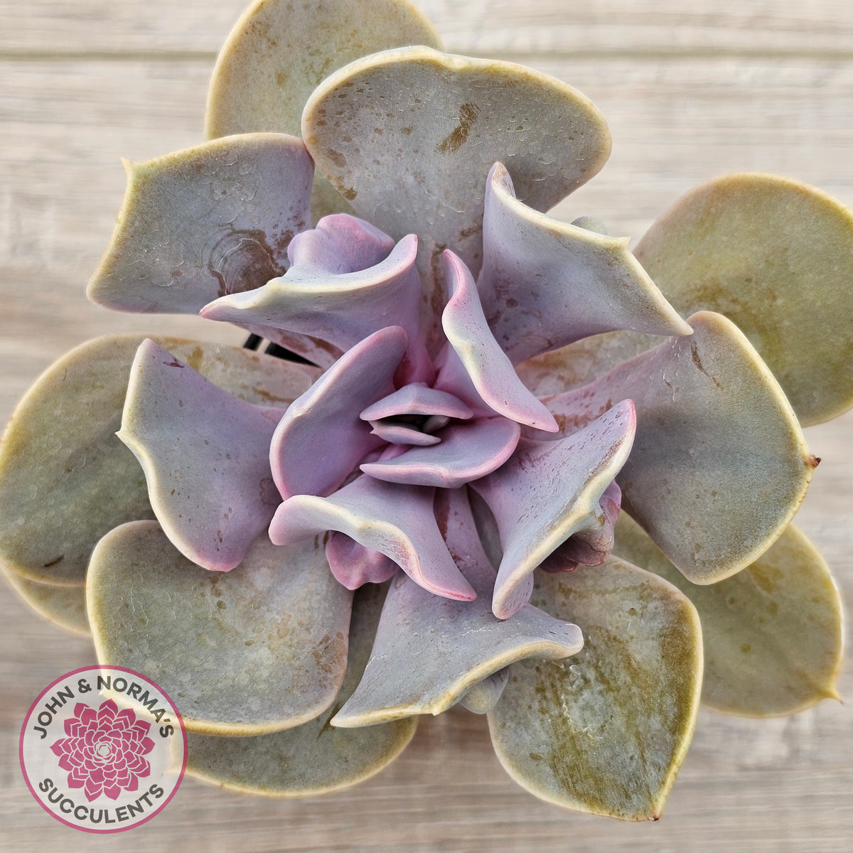 Echeveria 'Valkyrie Trumpet'