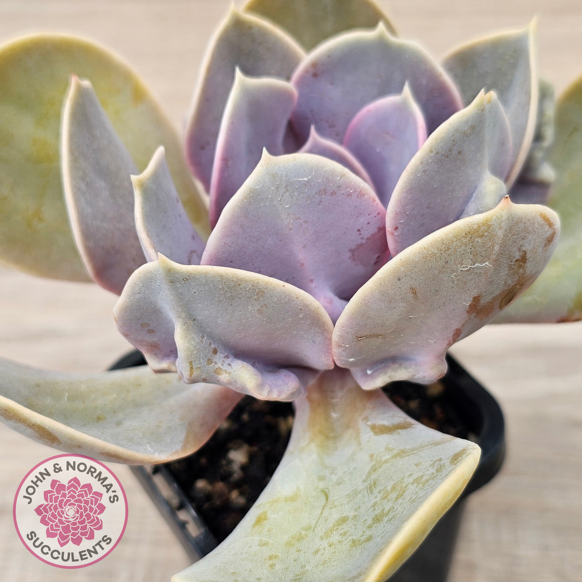 Echeveria 'Valkyrie Trumpet'
