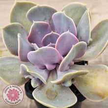 Load image into Gallery viewer, Echeveria 'Valkyrie Trumpet'