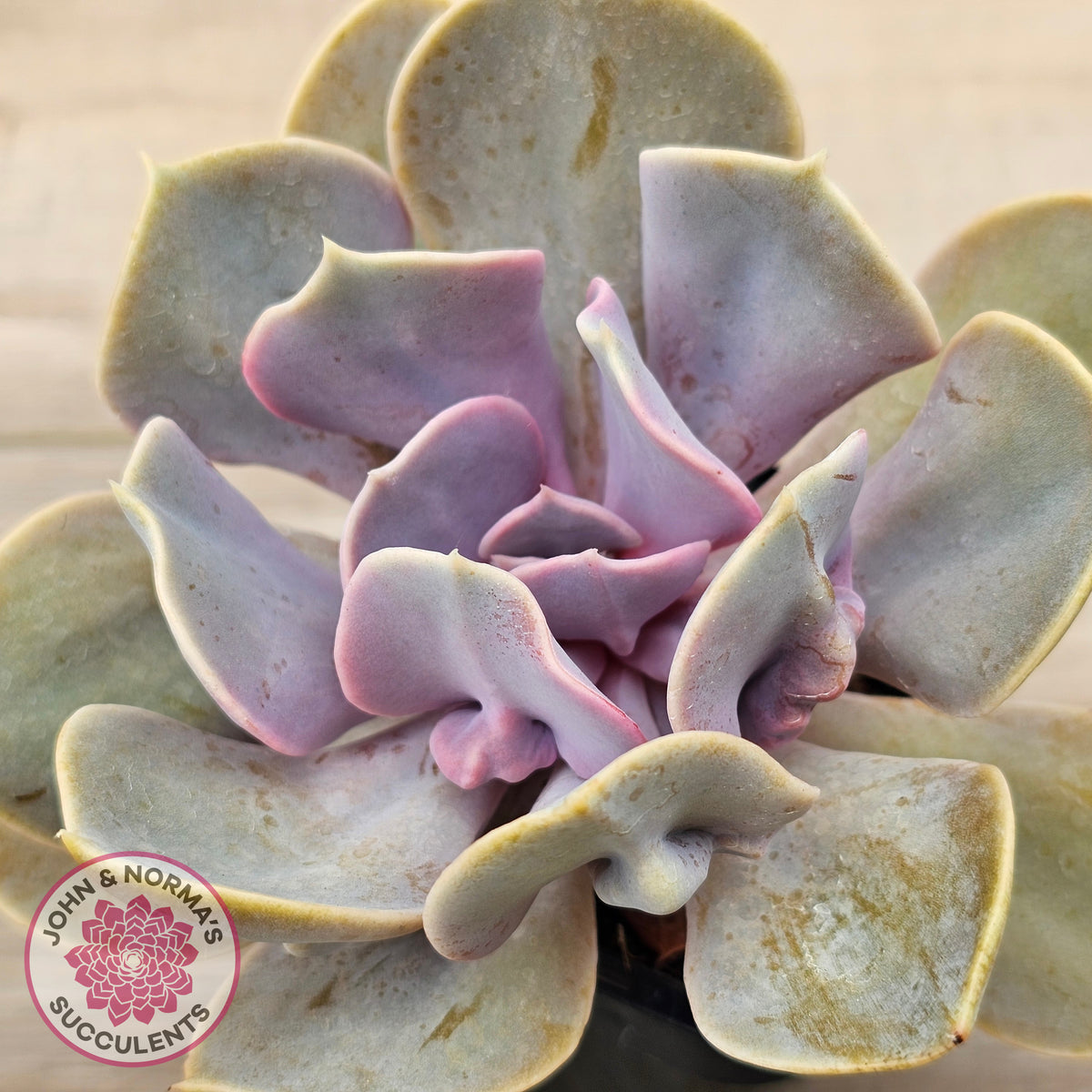 Echeveria 'Valkyrie Trumpet'