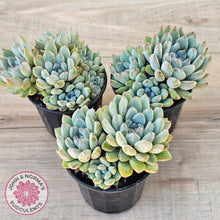 Load image into Gallery viewer, Echeveria Viant (multi)