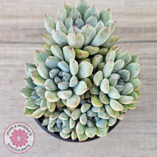 Load image into Gallery viewer, Echeveria Viant (multi)