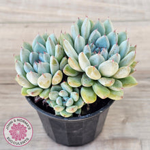 Load image into Gallery viewer, Echeveria Viant (multi)