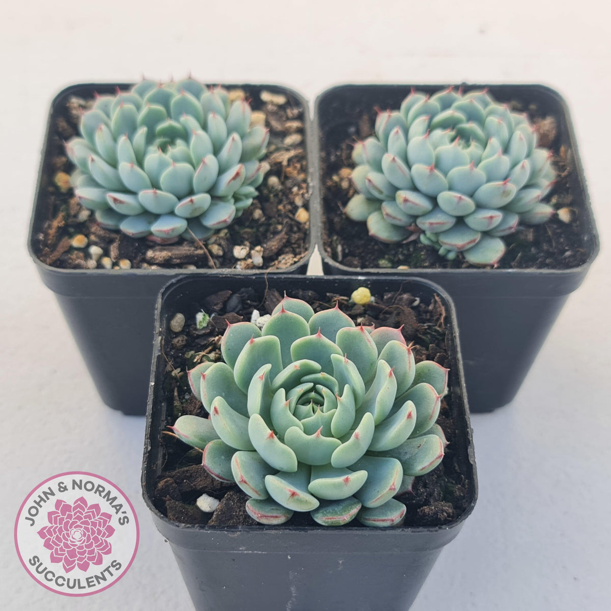 Echeveria 'Vincent Catto'