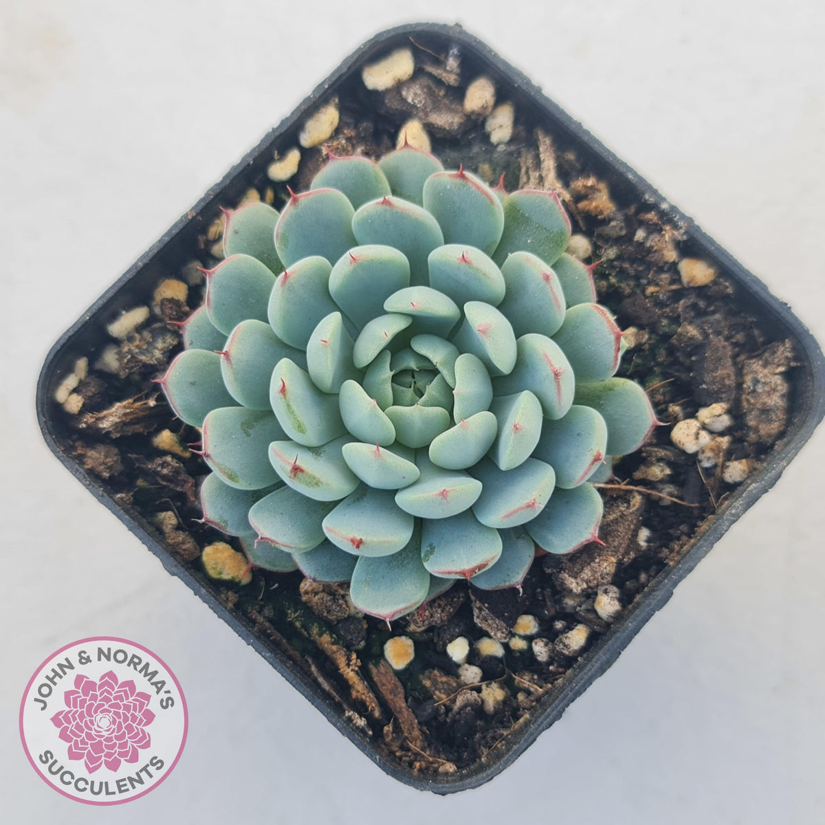 Echeveria 'Vincent Catto'