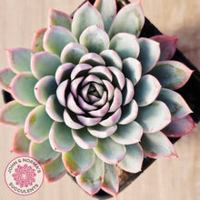 Load image into Gallery viewer, Echeveria Violet Queen