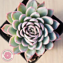 Load image into Gallery viewer, Echeveria Violet Queen