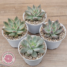 Load image into Gallery viewer, Echeveria 'Wedding Ring'