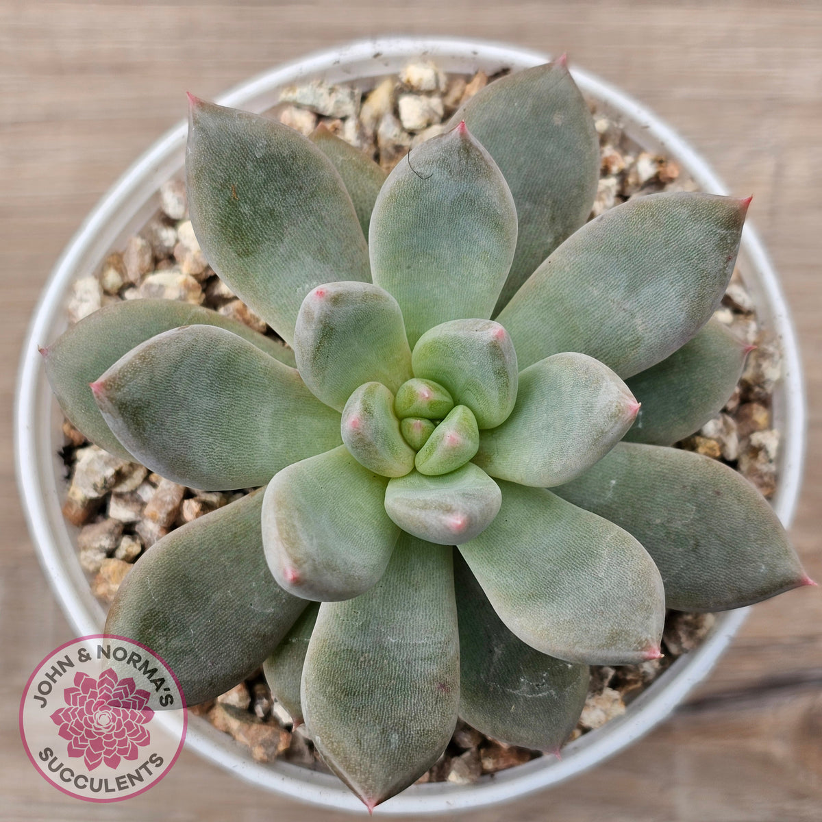 Echeveria 'Wedding Ring'
