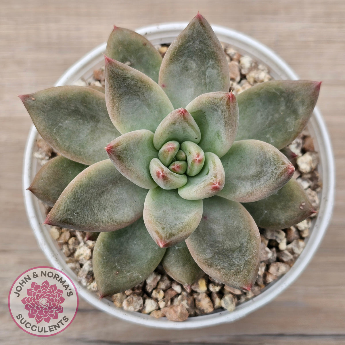 Echeveria 'Wedding Ring'