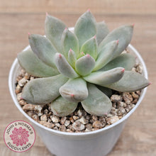 Load image into Gallery viewer, Echeveria 'Wedding Ring'