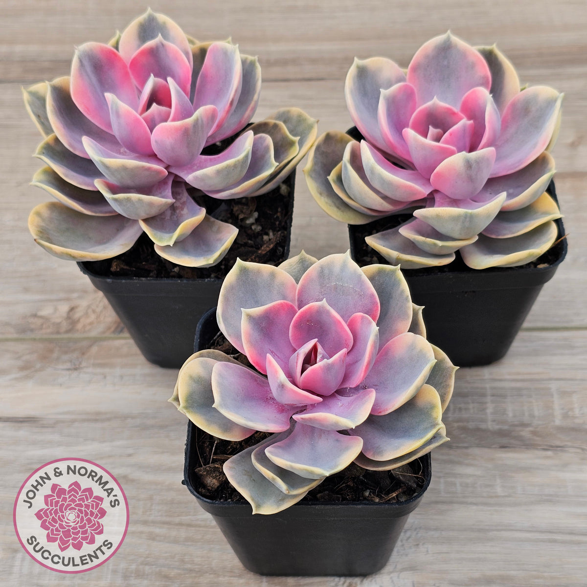 Echeveria West Rainbow