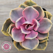 Load image into Gallery viewer, Echeveria West Rainbow