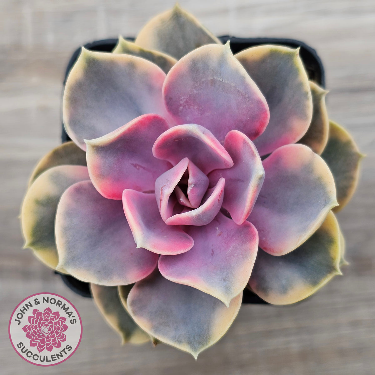 Echeveria West Rainbow
