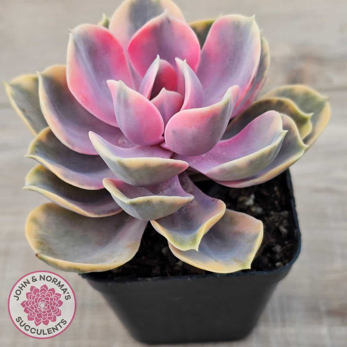 Echeveria West Rainbow