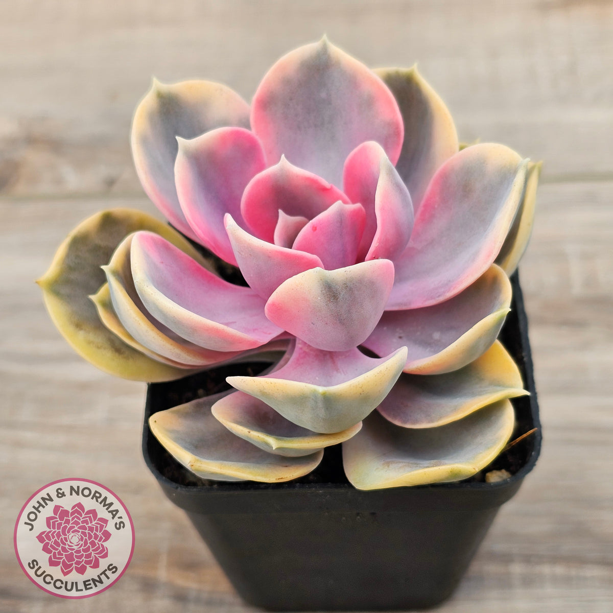 Echeveria West Rainbow