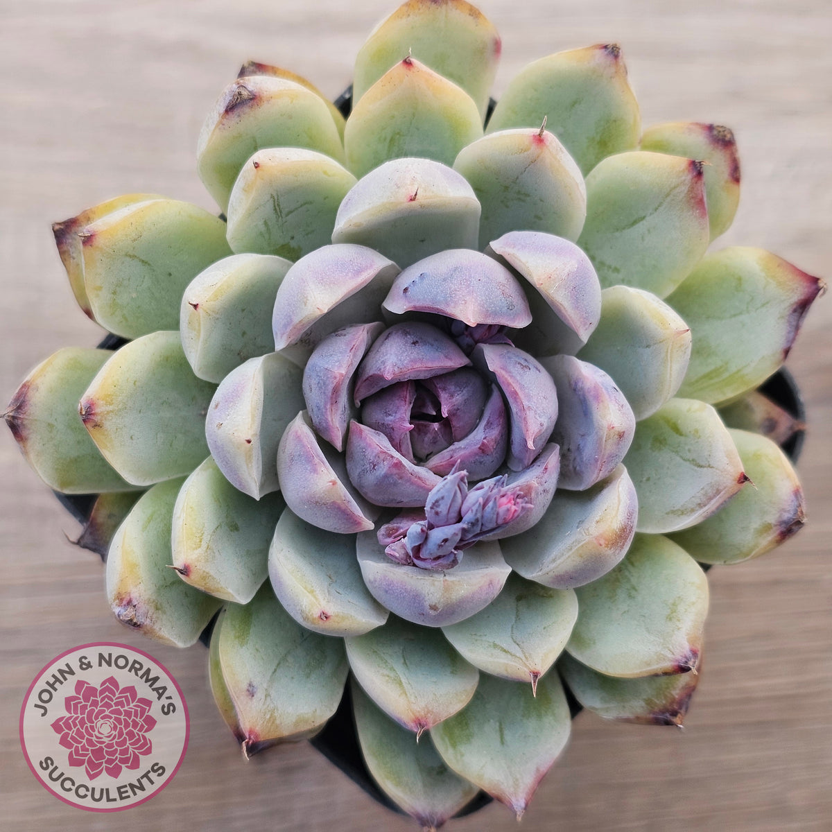 Echeveria White Amethyst