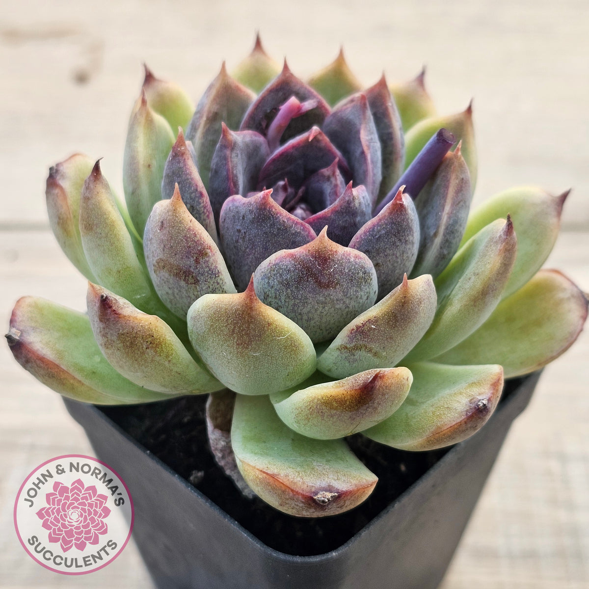 Echeveria White Amethyst