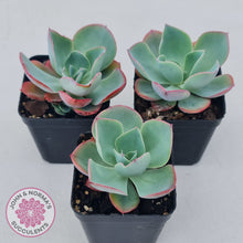 Load image into Gallery viewer, Echeveria 'White Rose'