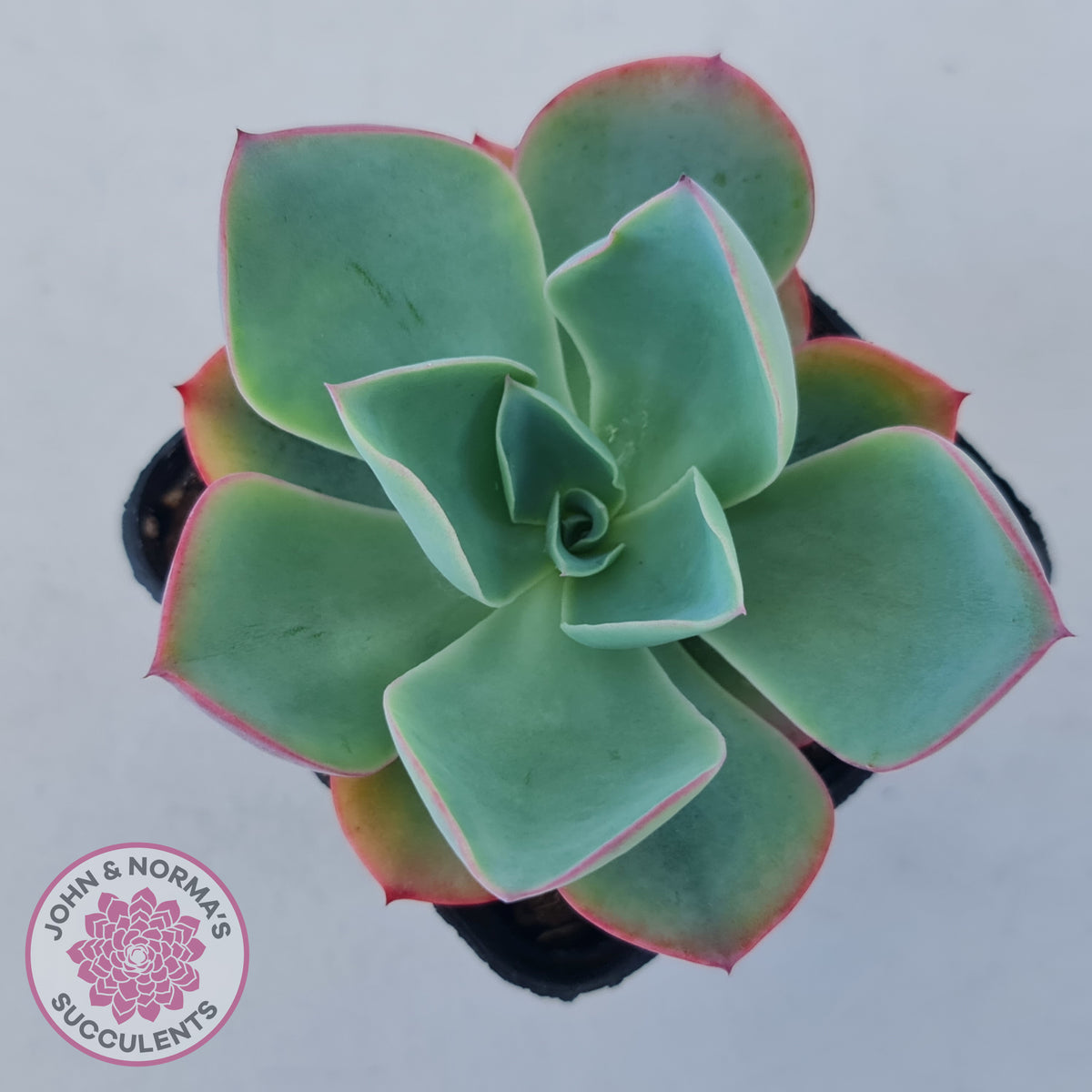 Echeveria 'White Rose'
