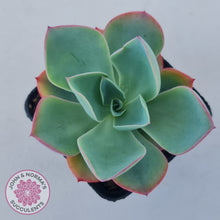 Load image into Gallery viewer, Echeveria 'White Rose'
