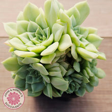 Load image into Gallery viewer, Echeveria 'White Swan' (clumps)