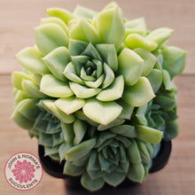 Load image into Gallery viewer, Echeveria 'White Swan' (clumps)
