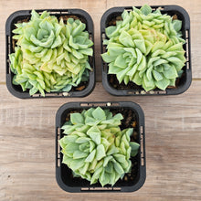 Load image into Gallery viewer, Echeveria 'White Swan' (clumps)