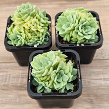 Load image into Gallery viewer, Echeveria 'White Swan' (clumps)