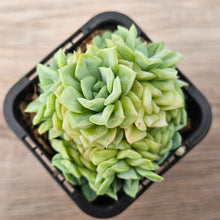 Load image into Gallery viewer, Echeveria 'White Swan' (clumps)
