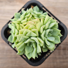 Load image into Gallery viewer, Echeveria 'White Swan' (clumps)