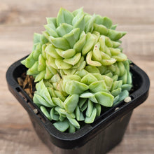 Load image into Gallery viewer, Echeveria 'White Swan' (clumps)