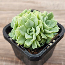 Load image into Gallery viewer, Echeveria 'White Swan' (clumps)