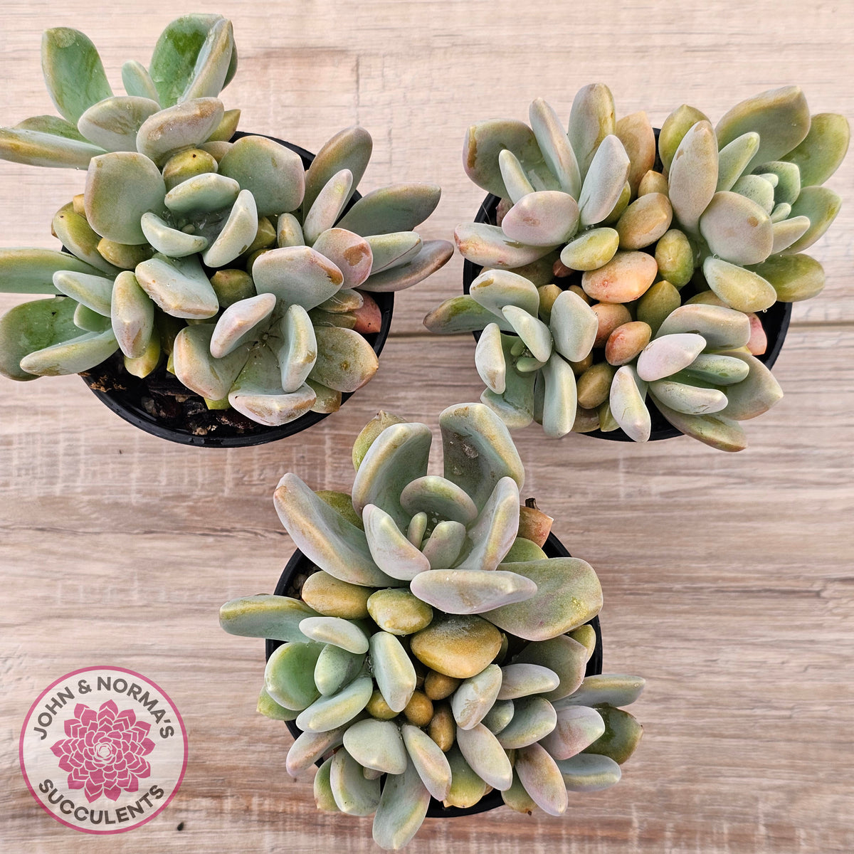 Echeveria X Lady Grey