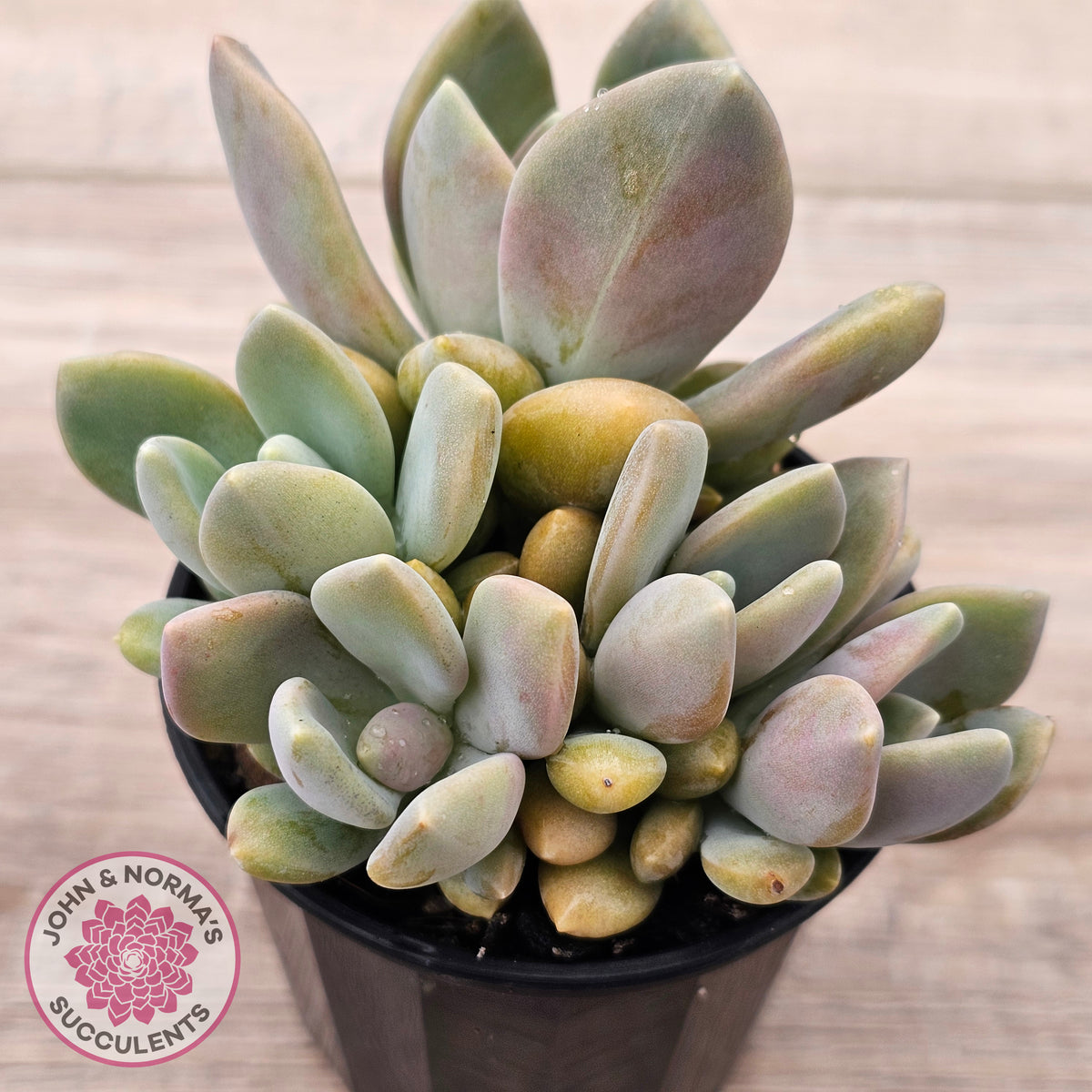 Echeveria X Lady Grey