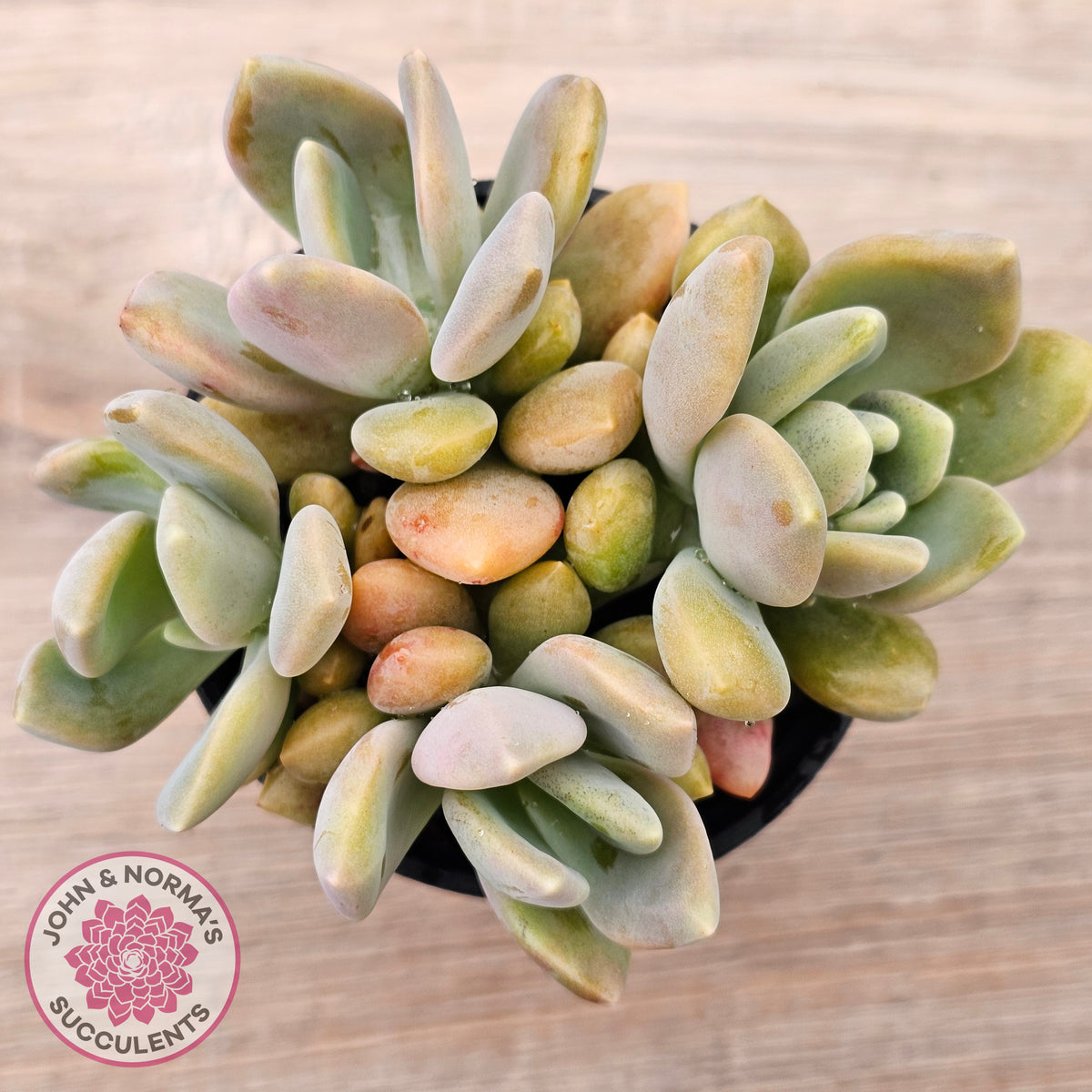 Echeveria X Lady Grey