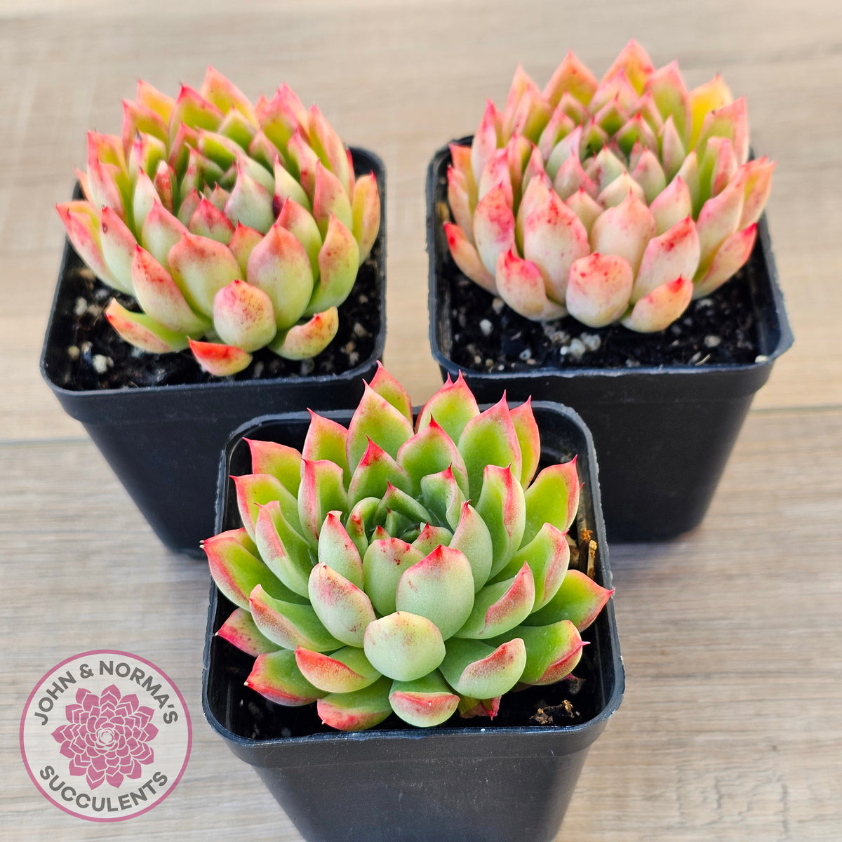 Echeveria 'Yamatoren'