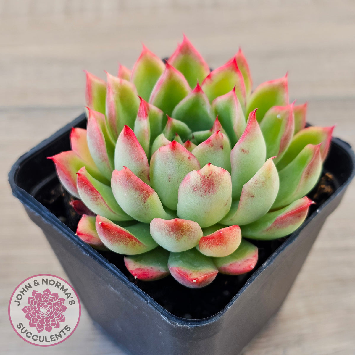 Echeveria 'Yamatoren'