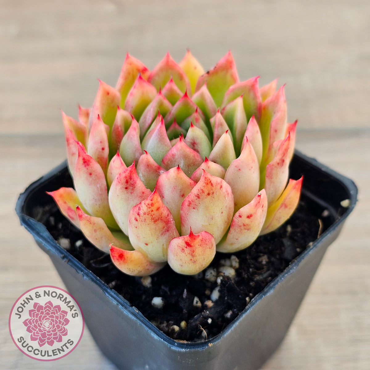 Echeveria 'Yamatoren'