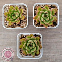 Load image into Gallery viewer, Echeveria agavoides 'Yayoi Jenny' - John & Norma's Succulents Australia