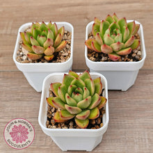 Load image into Gallery viewer, Echeveria agavoides 'Yayoi Jenny' - John & Norma's Succulents Australia