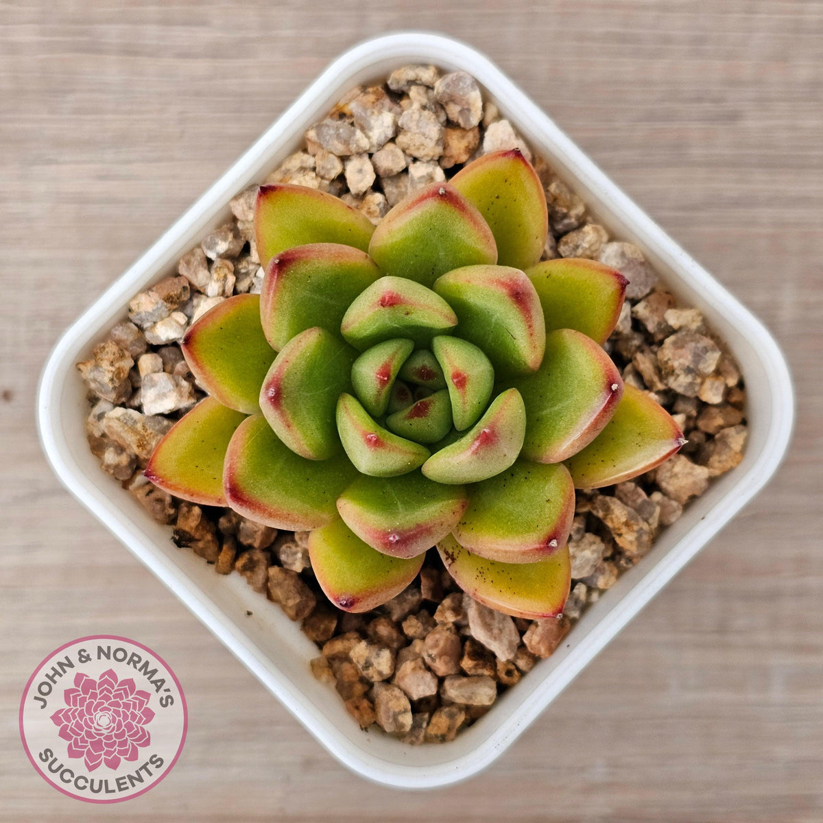 Echeveria agavoides 'Yayoi Jenny'