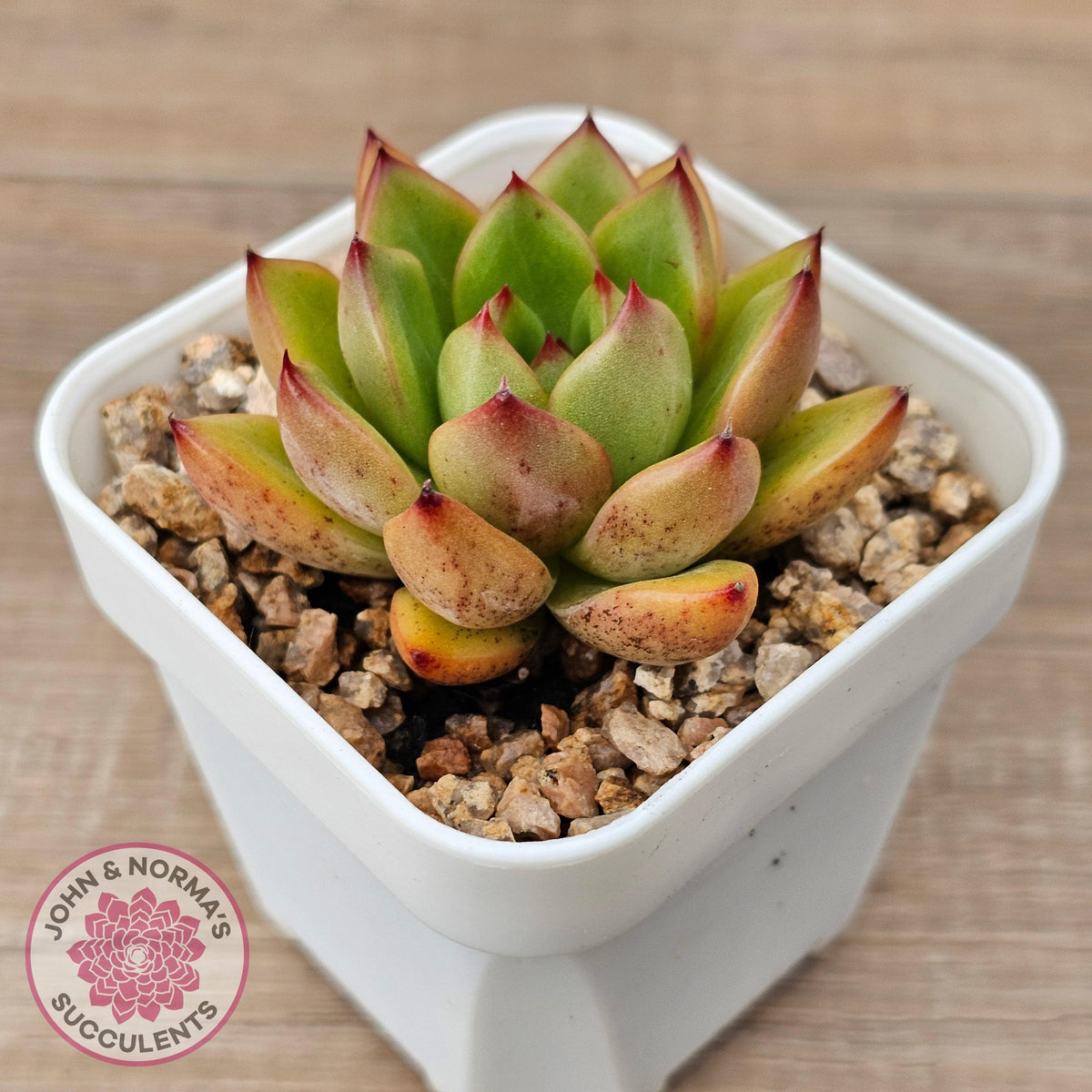 Echeveria agavoides 'Yayoi Jenny'