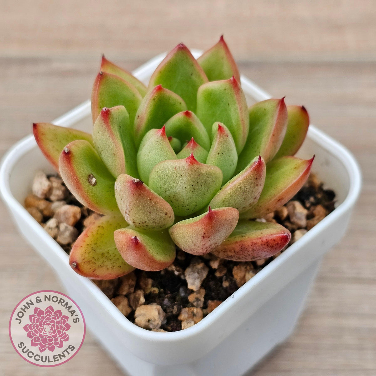 Echeveria agavoides 'Yayoi Jenny'