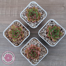 Load image into Gallery viewer, Echeveria agavoides 'Yayoi Jenny' - John & Norma's Succulents Australia